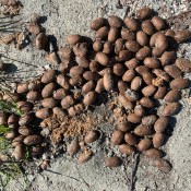 0yAs12uXSCKU%%+2AvLvTA