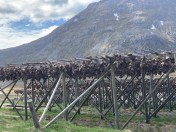 1MpZe7IhTqG5i722prX4hg