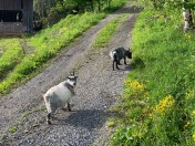 ZFZYI+QgQei1F4fYbrSKIg