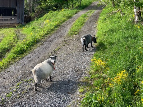 ZFZYI+QgQei1F4fYbrSKIg